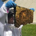 beekeeping 2